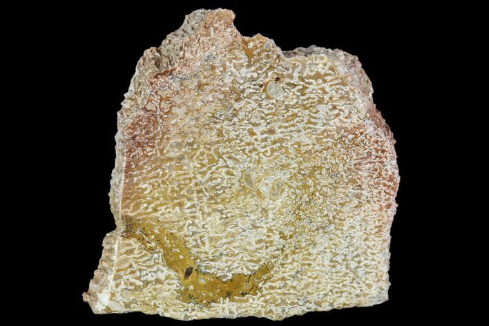 Polished Dinosaur Bone (Gembone) Section - Morocco #107117